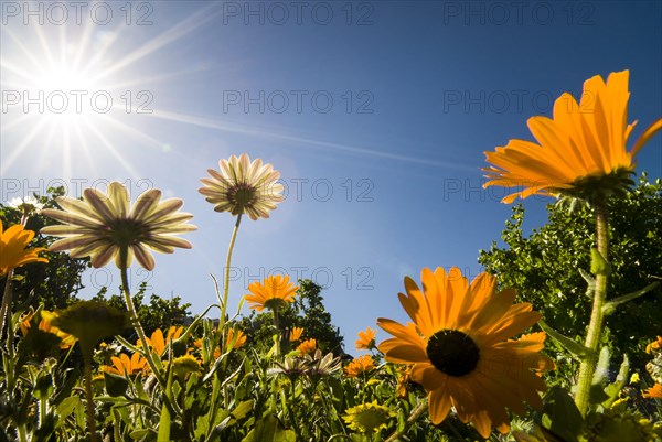 Livingstone Daisy (Dorotheanthus bellidiformis)