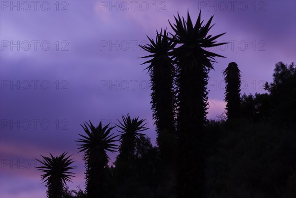 Cape Aloe (Aloe ferox) at dawn