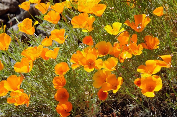 California Poppies or Golden Poppies (Eschscholtzia california) in the flower town of Vilaflor