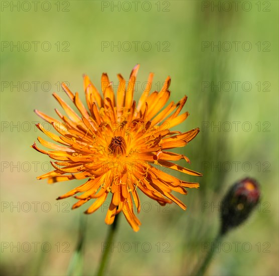 Orange Hawkweed (Hieracium aurantiacum)