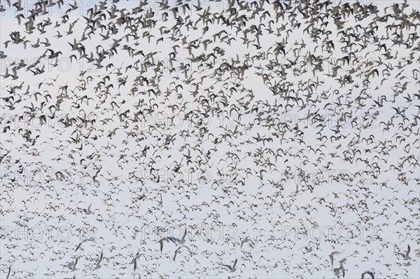 Large flock of birds