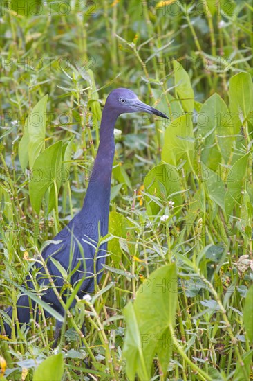 Little Blue Heron (Egretta caerulea)