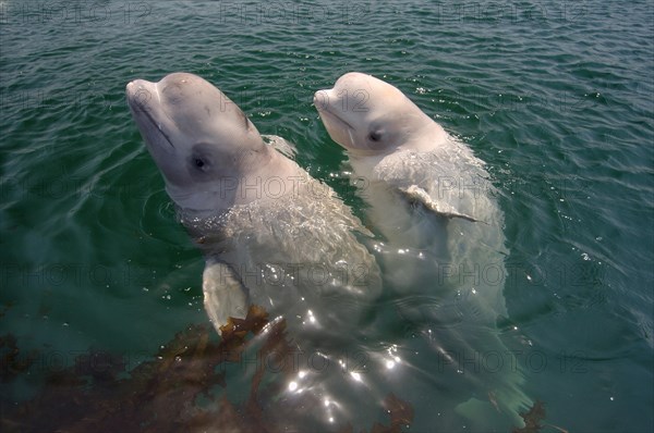 Two young Beluga Whales or White Whales (Delphinapterus leucas)