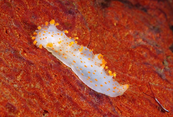 Sea Clown Triopha (Triopha catalinae)