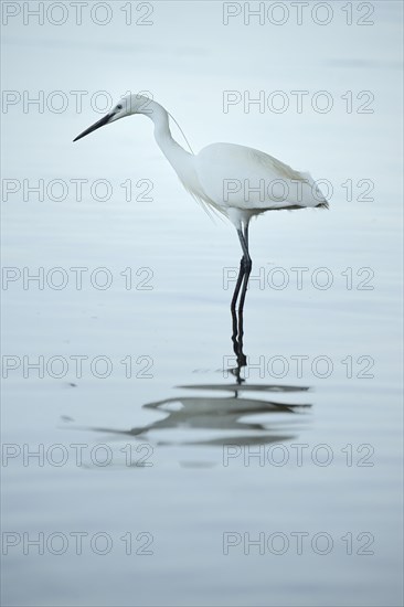 Little Egret (Egretta garzetta)