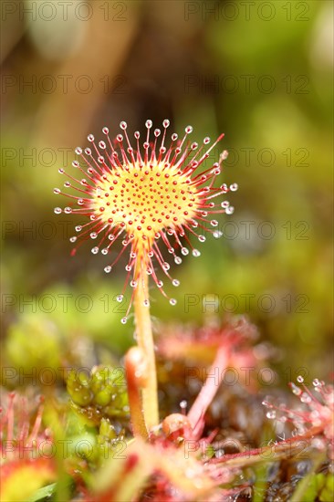 Common sundew (Drosera rotundifolia) in a marsh area