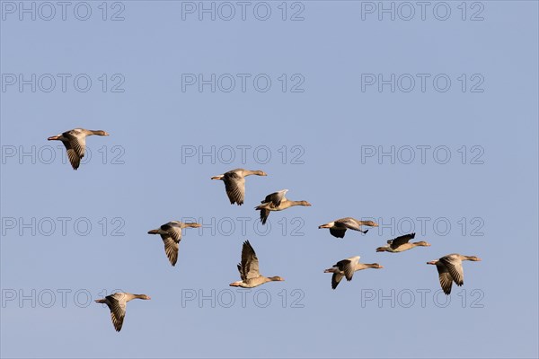 Greylag geese (Anser anser)