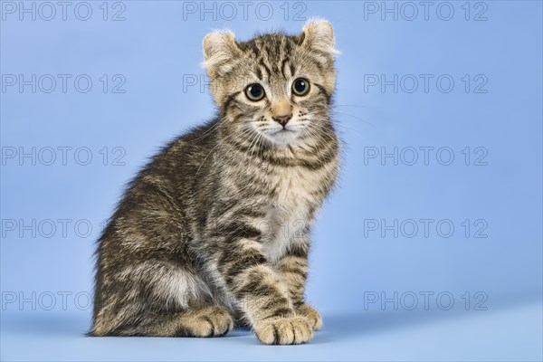 Breedcat American Curl (Felis silvestris catus)