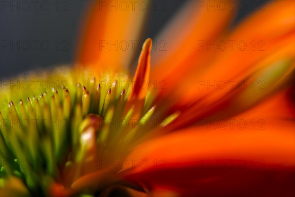 Red coneflower (Echinacea)