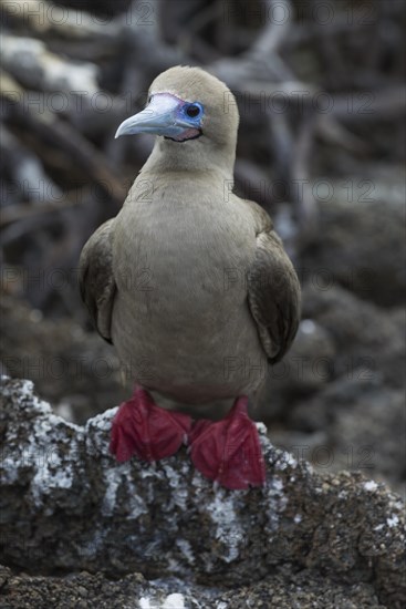 Red-footed Booby (Sula sula)