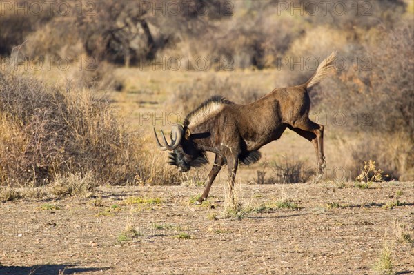 Bucking Black Wildebeest or White-tailed Gnu (Connochaetes gnou)