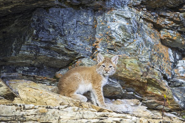 Young wild Eurasian Lynx (Lynx lynx)