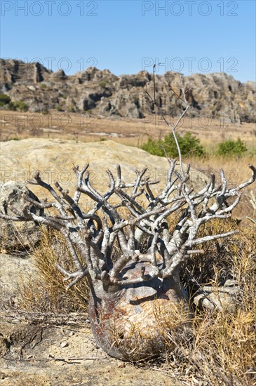 Elephant's Foot Plant (Pachypodium rosulatum)