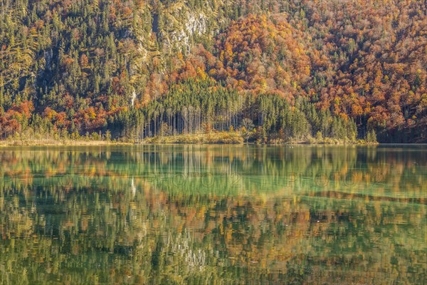 Autumn forest with its reflection in Almsee lake