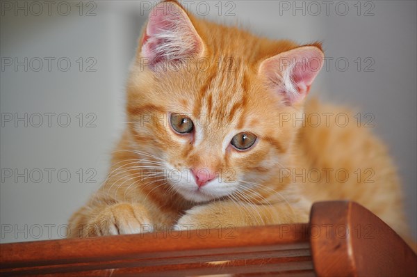 Red tabby tom