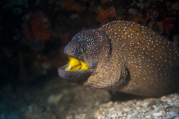 Yellowmouth Moray (Gymnothorax nudivomer)