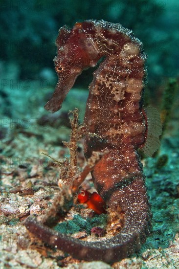 Sea Pony (Hippocampus fuscus)