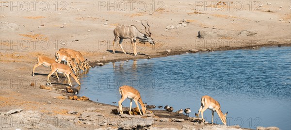 Herd of Black-faced Impalas (Aepyceros melampus petersi) and greater kudu (Tragelaphus strepsiceros) drinking