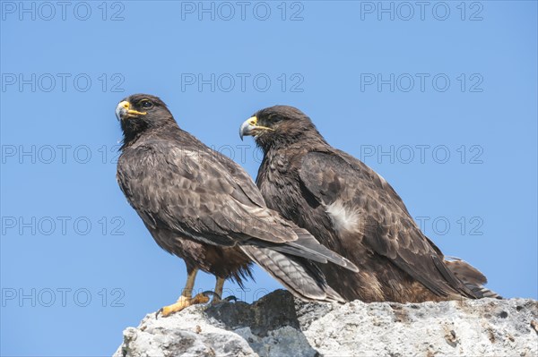 Galapagos Hawks (Buteo galapagoensis)