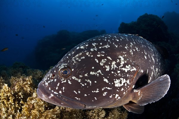 Dusky Grouper or Merou (Epinephelus marginatus)