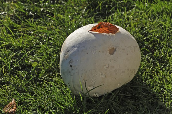 Giant Puffball (Calvatia gigantea)