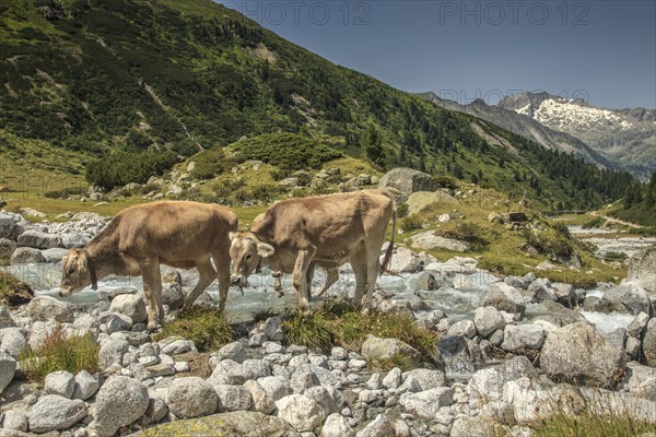 Cows in Zemmgrund valley with Zemmbach stream