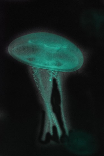 Moon Jellyfish (Aurelia aurita) in coloured light