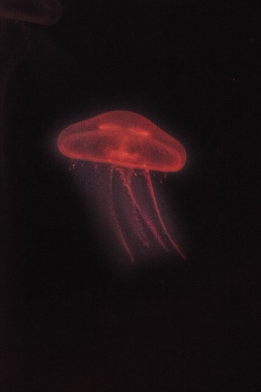 Moon Jellyfish (Aurelia aurita) in coloured light