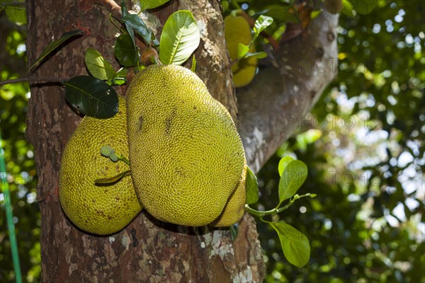 Jackfruits (Artocarpus heterophyllus) growing on a on Jackfruit Tree