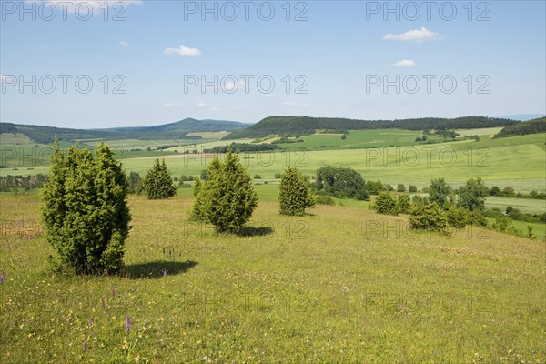 Juniper pastures