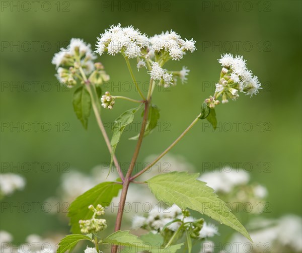 Lesser Snakeroot (Eupatorium aromaticum)