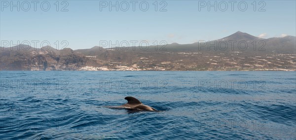 Pilot Whale (Globicephala) emerging from water