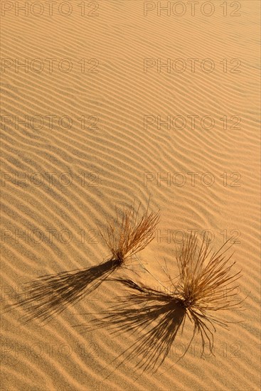 Sand ripples