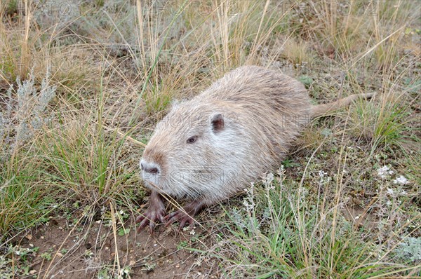 Muskrat (Ondatra zibethicus)