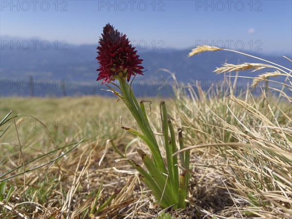 Black Vanilla Orchid (Nigritella nigra)