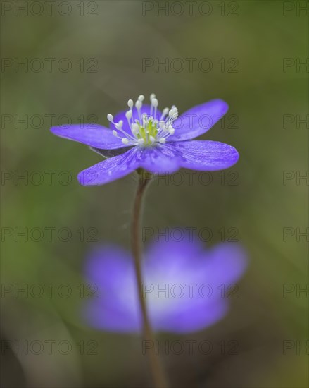 Hepatica or Liverwort (Hepatica nobilis)