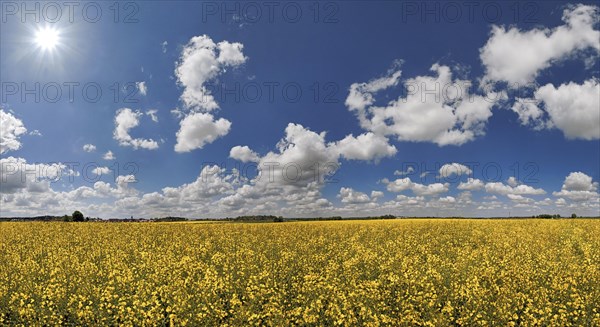 White clouds against a blue sky over a bright yellow rape field