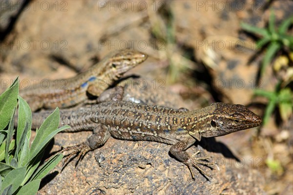 Two Tenerife Lizards or Western Canaries Lizards (Gallotia galloti) basking on a rock