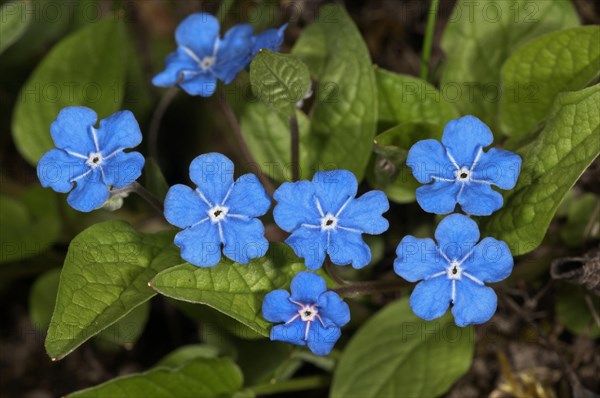 Blue-Eyed Mary or Navelwort (Omphalodes verna)