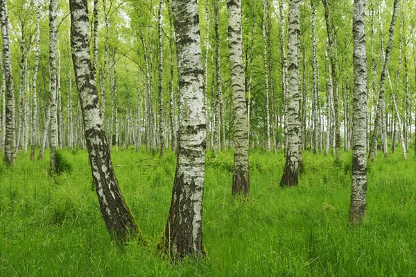 Forest of Downy Birch or White Birch (Betula pubescens)