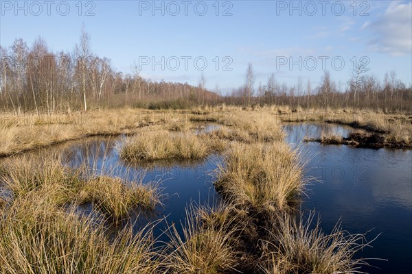 Renatured moor area where peat was cut