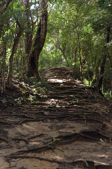 Roots covering a trail in the rainforest