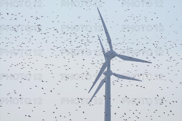 Large flock of birds in front of wind turbines