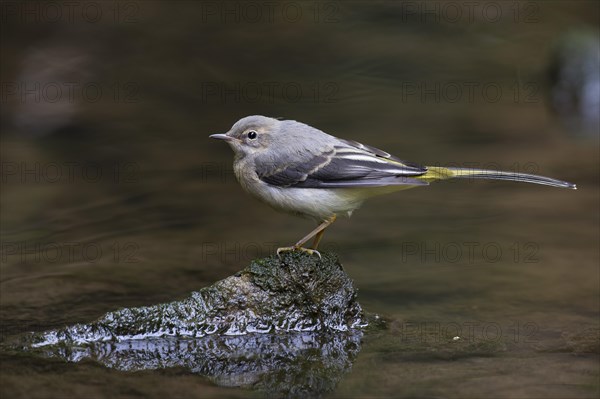 Grey Wagtail (Motacilla cinerea)