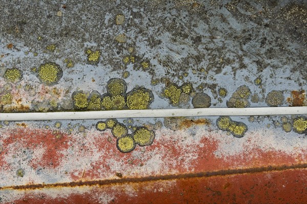 Rust and lichen on car body