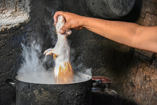 Local woman holding Cuy