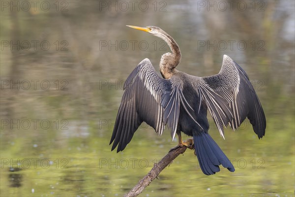 Oriental Darter (Anhinga melanogaster)