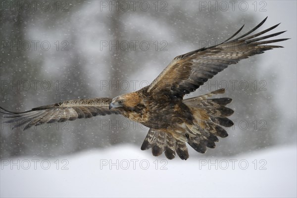 Golden Eagle (Aquila chrysaetos) in flight during snowfall