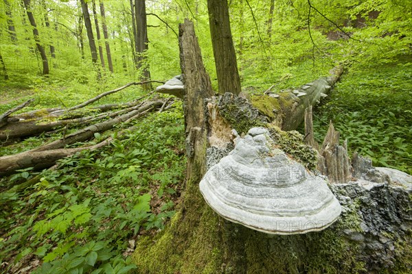 True Tinder Polypore fungus (Fomes fomentarius) at the base of the trunk of a dead and fallen Common Beech or European Beech (Fagus sylvatica)