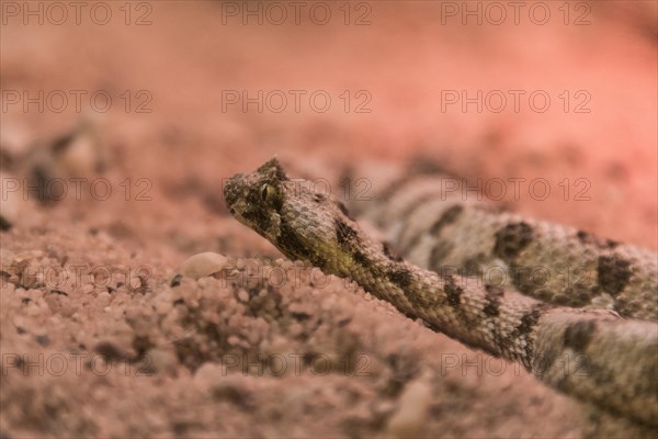 Horned Puff Adder (Bitis caudalis)